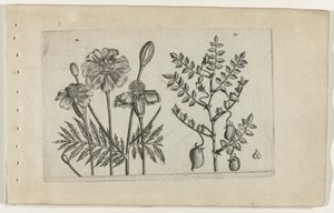 Tagetes e grão de bico Cognoscite lilia (título da série) de Crispijn van de Passe (I) (attributed to)