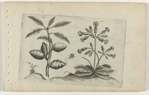 Amandelboom em gulden sleutelbloem Conheça os Lírios (título da série) de Crispijn van de Passe (I) (attributed to)