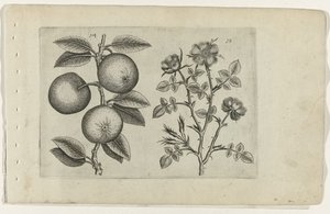 Appel en hondsroos
Cognoscite lilia (título da série) de Crispijn van de Passe (I) (attributed to)