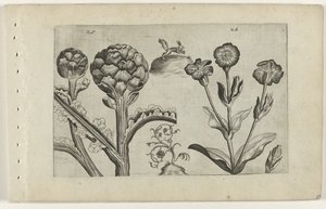 Artisjok en prikneus Conheça os Lírios (título da série) de Crispijn van de Passe (I) (attributed to)