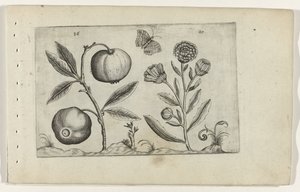 Assyrische appel en goudsbloem Conheça os Lírios (título da série) de Crispijn van de Passe (I) (attributed to)