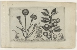 Bolderik en zure kers Conheça os Lírios (título da série) de Crispijn van de Passe (I) (attributed to)