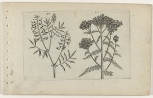 Boswikke em tuizendblad Conheça os Lírios (título da série) de Crispijn van de Passe (I) (attributed to)