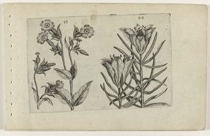 Flor de cuco do dia e lírio de centeio
Cognoscite lilia (título da série) de Crispijn van de Passe (I) (attributed to)