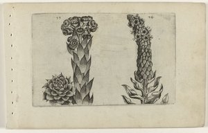 Thunderleaf e mullein
Cognoscite lilia (título da série) de Crispijn van de Passe (I) (attributed to)