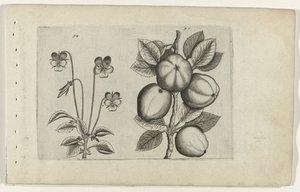 Pansy e maçã
Cognoscite lilia (título da série) de Crispijn van de Passe (I) (attributed to)
