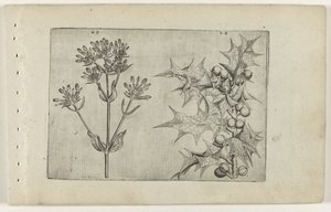 Centaury(?) e Holly Cognoscite lilia (título da série) de Crispijn van de Passe (I) (attributed to)