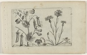 Ervilha e flor de milho
Cognoscite lilia (título da série) de Crispijn van de Passe (I) (attributed to)