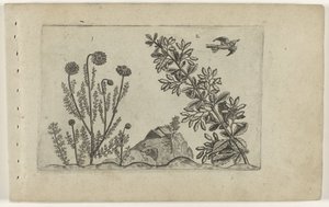 Gewone kamille en zuurbes Conheça os Lírios (título da série) de Crispijn van de Passe (I) (attributed to)