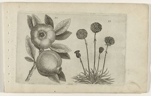 Romã e erva inglesa
Cognoscite lilia (título da série) de Crispijn van de Passe (I) (attributed to)