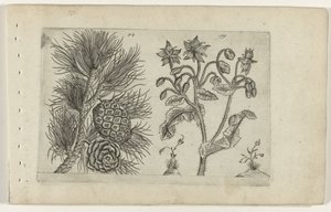 Grove den en bernagie
Cognoscite lilia (título da série) de Crispijn van de Passe (I) (attributed to)