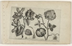 Aveleira e rosa
Cognoscite lilia (título da série) de Crispijn van de Passe (I) (attributed to)