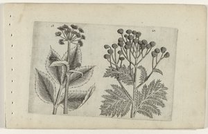 Raiz de veado e absinto
Cognoscite lilia (título da série) de Crispijn van de Passe (I) (attributed to)