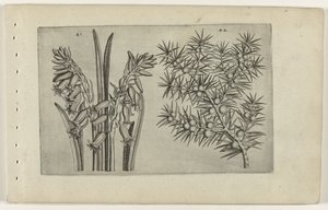 Hyacint en jenerbes Conheça os Lírios (título da série) de Crispijn van de Passe (I) (attributed to)