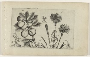 Ameixa de Natal e cravo de jardim
Cognoscite lilia (título da série) de Crispijn van de Passe (I) (attributed to)