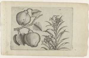 Kweepeer e muurbloem Cognoscite Lily (título da série) de Crispijn van de Passe (I) (attributed to)