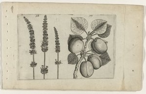 Lavendel em abrikoos
Cognoscite lilia (título da série) de Crispijn van de Passe (I) (attributed to)