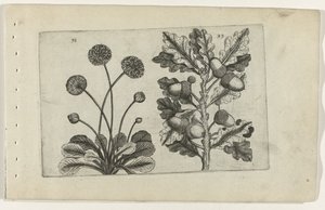 Margarida e carvalho pedunculado
Cognoscite lilia (título da série) de Crispijn van de Passe (I) (attributed to)