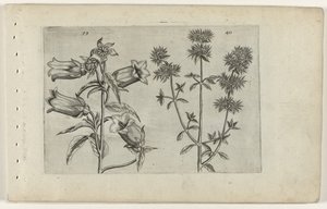 Relógio Mariette e manjerona Cognoscite lilia (título da série) de Crispijn van de Passe (I) (attributed to)