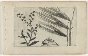 Pântano miosótis e cevada Cognoscite lilia (título da série) de Crispijn van de Passe (I) (attributed to)