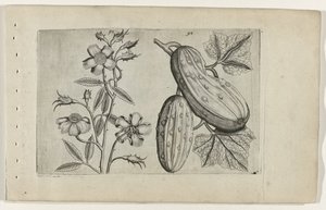 Rosa almiscareira e pepino
Cognoscite lilia (título da série) de Crispijn van de Passe (I) (attributed to)