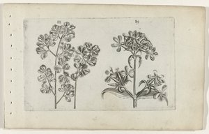 Samambaia de parede e saponária Cognoscite lilia (título da série) de Crispijn van de Passe (I) (attributed to)