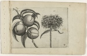 Pêssego e amor ardente
Cognoscite lilia (título da série) de Crispijn van de Passe (I) (attributed to)