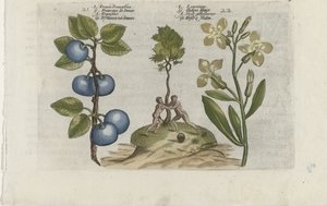 Pruim en muurbloem
Pruna Damasena / Leucojum (título sobre o objecto)
Cognoscite lilia (título da série) de Crispijn van de Passe (I) (attributed to)