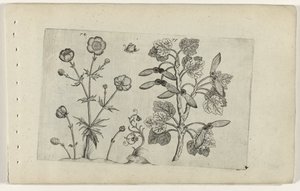 Buttercup afiado e bordo de campo Cognoscite lilia (título da série) de Crispijn van de Passe (I) (attributed to)
