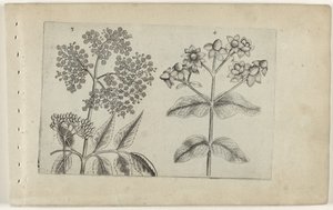 Sering en mansbloed Conheça os Lírios (título da série) de Crispijn van de Passe (I) (attributed to)