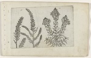 Tamarisk em vlasbekje Conheça os Lírios (título da série) de Crispijn van de Passe (I) (attributed to)