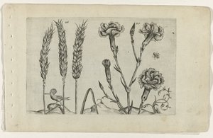 Tarwe en tuinanjer Conheça os Lírios (título da série) de Crispijn van de Passe (I) (attributed to)