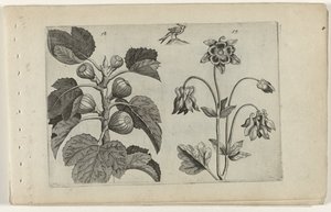 Figueira e aquilegia selvagem
Cognoscite lilia (título da série) de Crispijn van de Passe (I) (attributed to)