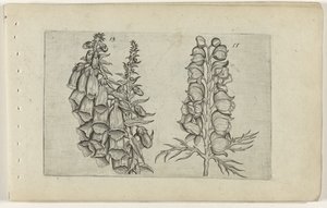 Dedaleira e Monge Azul Cognoscite lilia (título da série) de Crispijn van de Passe (I) (attributed to)