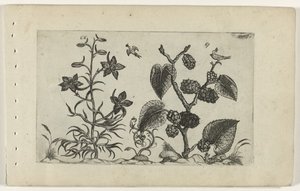 Delphinium selvagem e amora preta Cognoscite lilia (título da série) de Crispijn van de Passe (I) (attributed to)