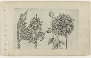 Sete árvore e bola adormecida Cognoscite lilia (título da série) de Crispijn van de Passe (I) (attributed to)