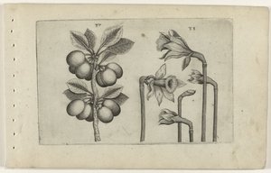 Zure kers e narcisos selvagens Conheça os Lírios (título da série) de Crispijn van de Passe (I) (attributed to)