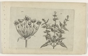 Flor de cisne e sálvia florida pequena Cognoscite lilia (título da série) de Crispijn van de Passe (I) (attributed to)