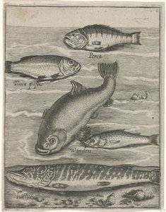 Studieblad conheceu vijf vissen Ícones vivos de peixes (título da série) de Crispijn van de Passe (I)