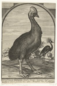 Casuar, trazido por Willem Jacobsz. das Índias Orientais e dado ao príncipe Maurits, 1614 de Crispijn van den Queborn (attributed to)