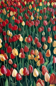 Tulipas, 2010 (acrílico sobre papel)