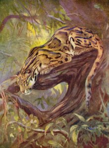 No Zoológico: Clouded Leopard (lito colorido)