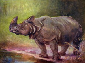 No Jardim Zoológico: Rinoceronte (cor litho)