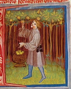 Colhendo frutos, de interesses Ruralium trabalho Pietro Crescenzi (1230-1321) de Czech School