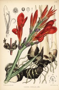 Tiro indiano, achira ou meeru, Canna indica (Canna edulis). Litografia colorida por Hanhart após uma ilustração botânica de David Blair de Robert Bentley e Henry Trimen