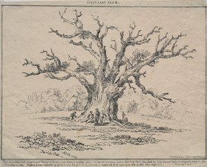 Carvalho Fairlop de D. H. Redman