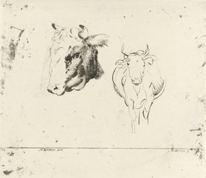 Folha de estudo com cabeça de vaca e vaca vista de frente de D. Merrem