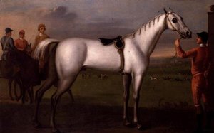 Noivo segurando um cavalo de corrida cinza de D. Quigley
