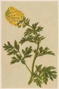 Galho com uma flor de Corydalis de D. van Alphen