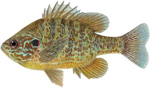 Peixe-lua com sementes de abóbora (lápis de cor)
